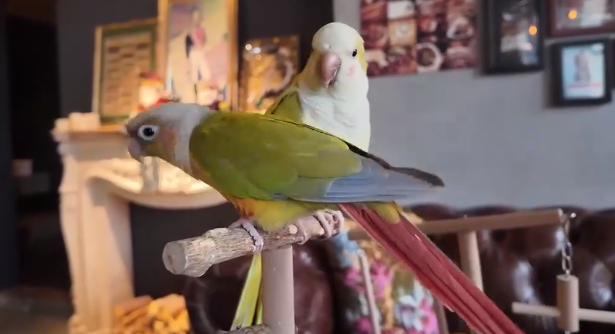 小店“鸟员工”上线！不打卡不领薪 撬动宠物经济新活力