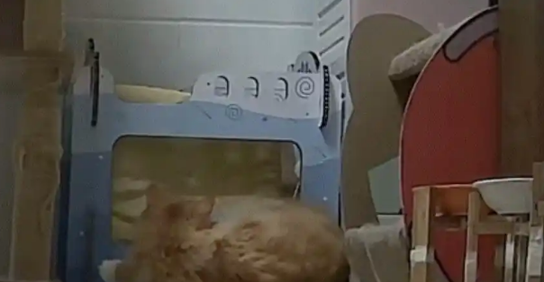 15斤猫一觉睡塌床！监控拍下“饮料出货式”坠落现场