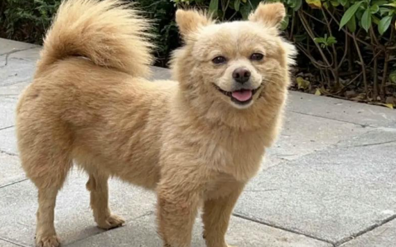 偷狗贼仅几秒就掳走路边狗，狗狗同伴听到惨叫狂追不舍