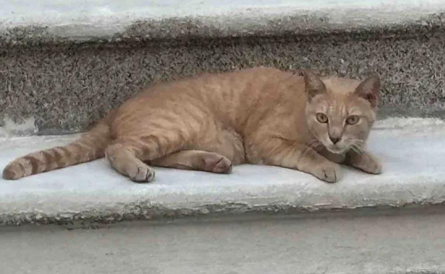 被遗弃小猫每晚哭泣，好心人敞开门迎接