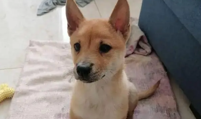 网购金毛收到小土狗，被商家神回复气笑，从嫌弃到真香只用半年！