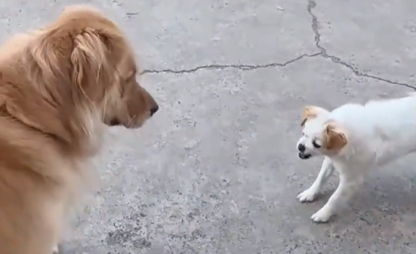 小狗勇闯大狗领地挑衅，跑近一看秒怂