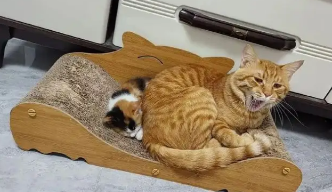 猫妈带娃也看颜值，丑娃全丢给铲屎官，家庭“帝”位一目了然