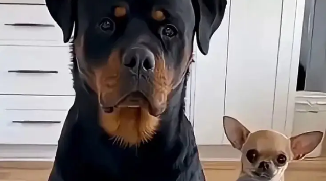 主人用一排鸡腿诱惑自家两只汪，大狗做法绝了