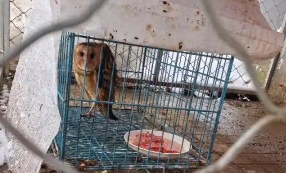 六安动物园露天笼舍有了防护，怕冷动物安全无虞