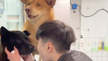 狗狗去洗澡被店员又摸又亲，尴尬到脚趾抠地