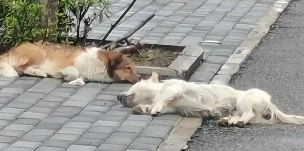 遛狗未牵绳，小狗被轧法院这么判