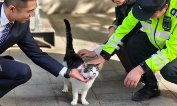 “猪咪咪”当上猫站长，从园区“团宠”到共治纽带