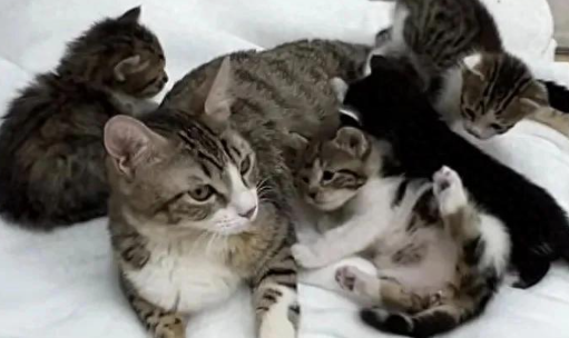 地下道里的奇遇，流浪汉的爱与十三只猫的重生