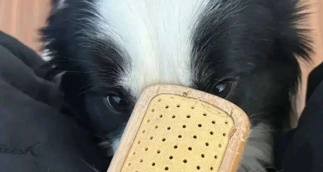 网友家的边牧拆家了，我一看…它是个天才吧！ 