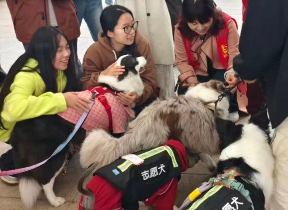 惊！十五只狗狗“空降”校园！