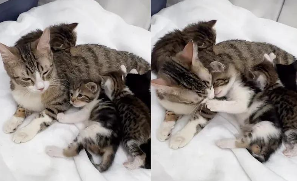 地下道里的奇遇，流浪汉的爱与十三只猫的重生