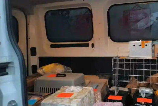 宠物被“掉包”、到家染病死亡，宠物托运乱象频发