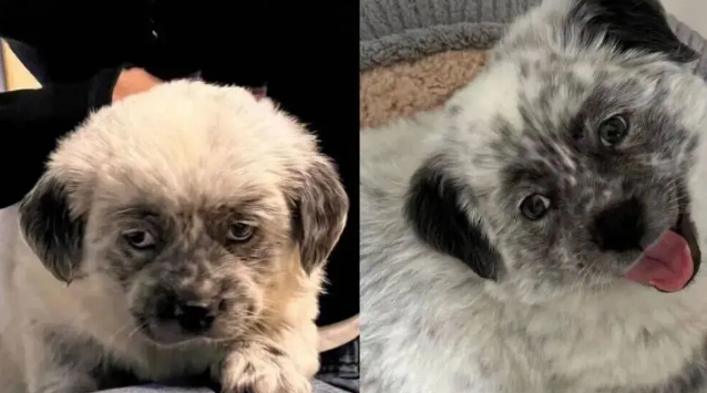 网友说家里的狗狗很有特点，孩子怎么长得烟熏火炎的？