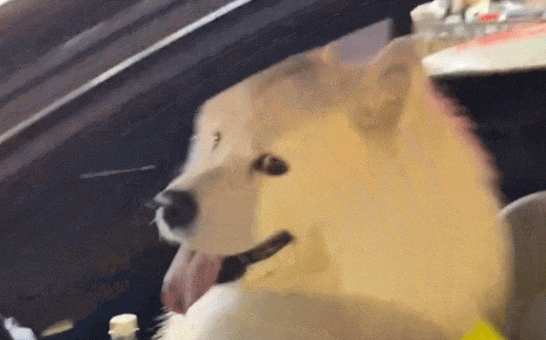 狗子突然挣脱绳子蹿上陌生豪车，差点脱贫成功