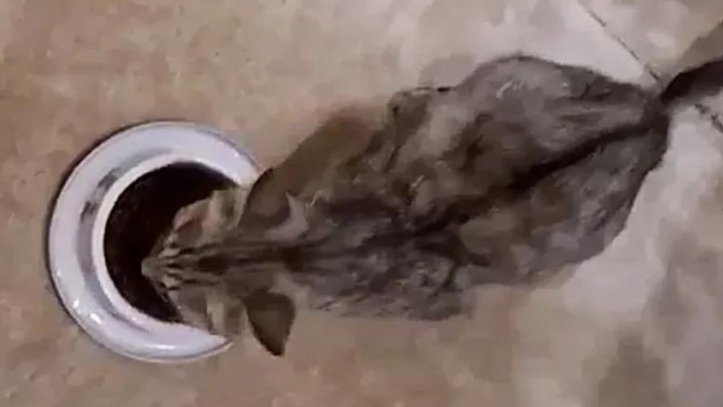 流浪猫一路尾随男子回家，几天后，他家竟凭空多出四只小猫