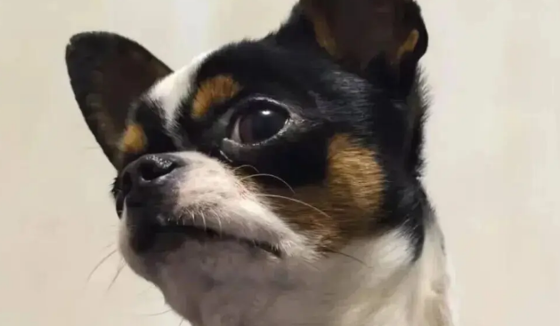 把吉娃娃放弟弟家养了几天，妹子傻眼，“你给它吃蛋白粉了？” 