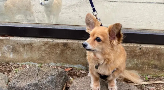 路边捡到一只小串串狗，没想到长大后颜值逆天