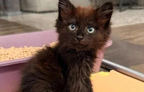 跛腿猫哥带飞社恐猫妹，这对小猫咪的逆袭暖哭无数网友