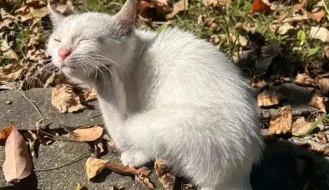 他丢弃的猫抓板，却被流浪猫当成珍宝，用执着赌赢了余生幸福