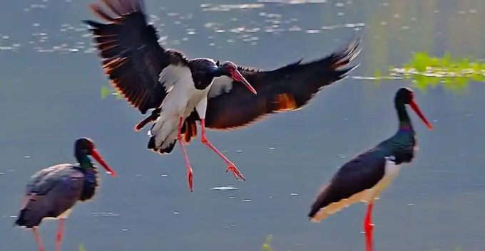 国家一级保护动物黑鹳落难田间 永济林业局成功救助