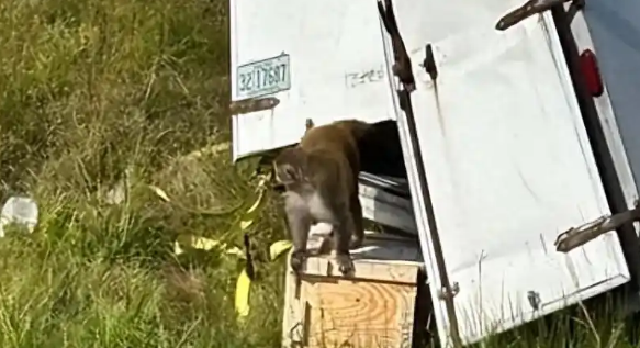 美国实验猴侧翻逃跑，警察：带致命病毒，真容曝光