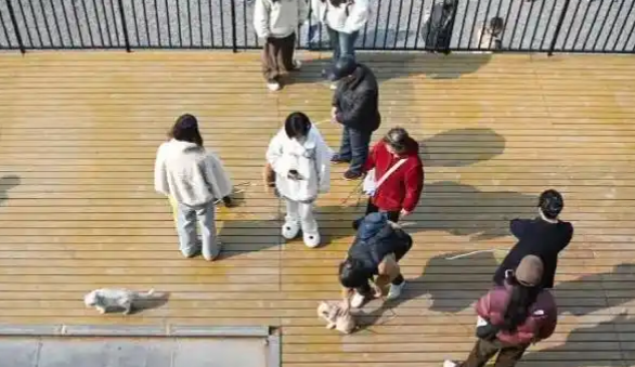 重庆流浪猫公园：治愈的是猫，更是我们这座城