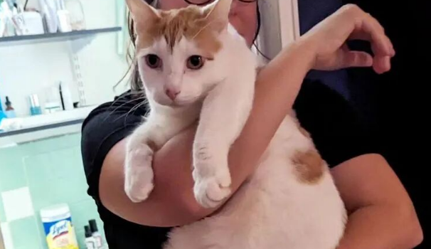 小猫咪惨叫，本以为是走丢了，扫到芯片后才发现真相！