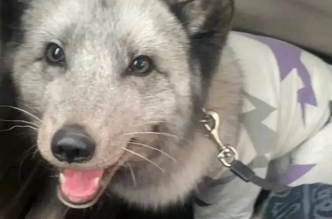 妹子拼车拼到一只小狗，但越看越奇怪，它居然是狐狸！