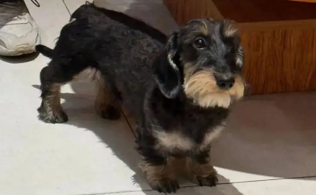 逛街偶遇一只雪纳瑞，网友越看越奇怪，它好像跟腊肠拼接的