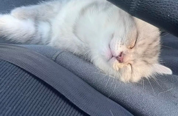 北京一网约车司机一年救下20多只小猫，网友：他车座后的纸条更让人泪目