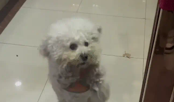 狗子不愿意回家，女子把门一关，狗子慌了，狗：人，还养吗？