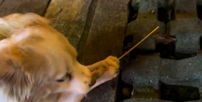 男子好心给路边啃竹签的狗子买火腿肠，结果狗子主人是饭店老板