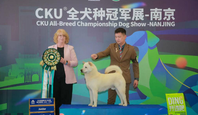 2026年CKU全犬种冠军展南京站收官 6月龄金毛“首秀”夺魁 原生犬种表现亮眼