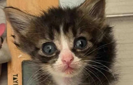 巴掌大流浪小猫历经生死，大病治愈之后，逆袭成漂亮长毛猫