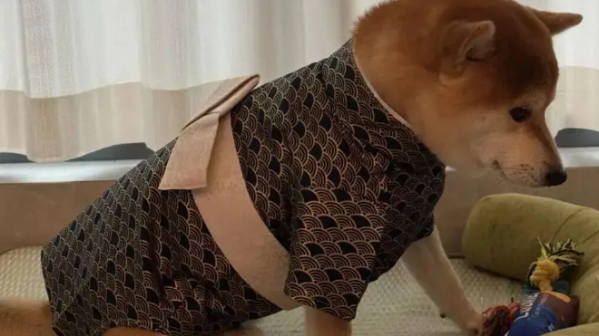 给柴犬买了件和服穿，主人笑了，还是老家的衣服合身
