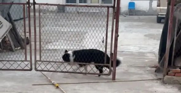 主人不让边牧吃肉，狗子气得摔碗紧接着就计划好了报复