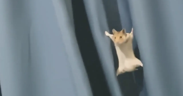 仓鼠爬窗帘滑落时，四肢张开卡在了窗帘缝隙中。网友：它还会轻功 