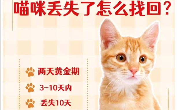 猫咪走丢9天瘦成皮包骨，主人找回后吐槽：你减肥去了？