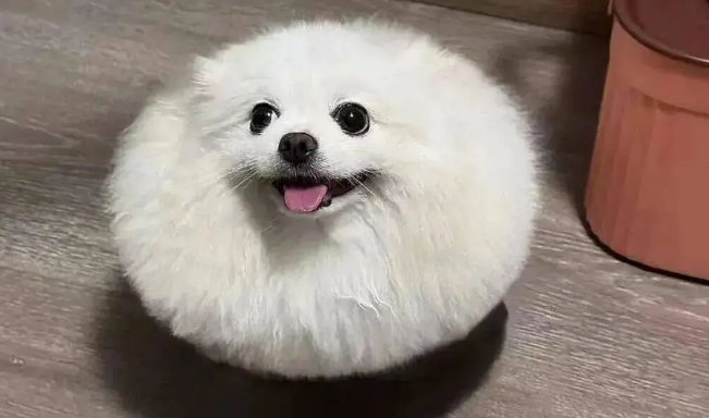 网友说她家博美是辆小狗车，还是会悬浮的那种！