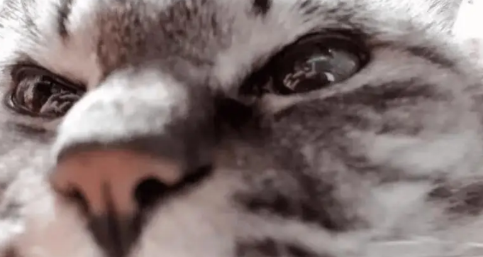 女子带小猫第一次打针，没想到回家后猫咪一直走不了路