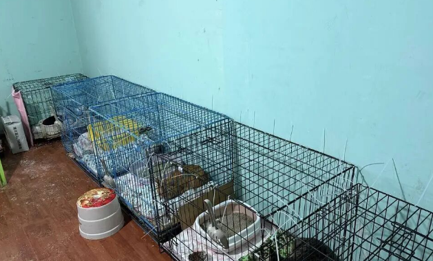 成都一空置房关了上百只猫，官方通报后记者实地探访