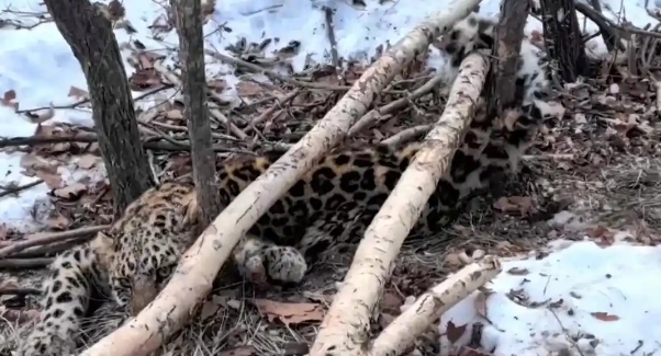 断尾东北豹野外“吃播” 看“文蔚1号”山林实况