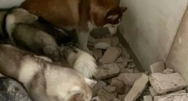 网友家装修，带着家里的拆迁队去了，哈士奇：这点儿活一周就干完