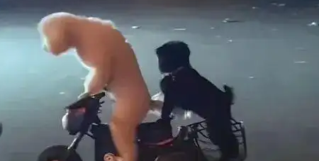 两只宠物狗骑电动车上路，交警回应