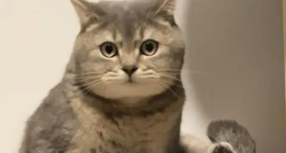 小猫知道自己脚臭，只是没想到这么臭，闻一下差点猫条都吐了出来