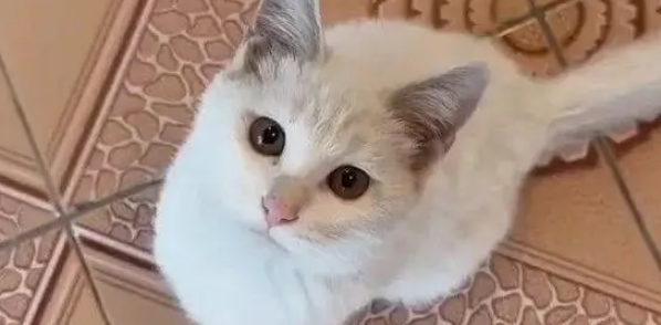 他丢弃的猫抓板，却被流浪猫当成珍宝，用执着赌赢了余生幸福