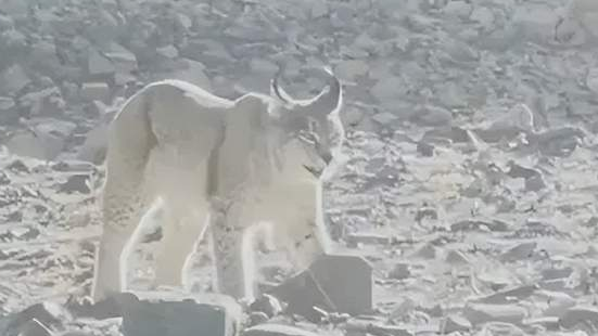 危险！猞猁现身农家吃猫，邻居损失4只鹅