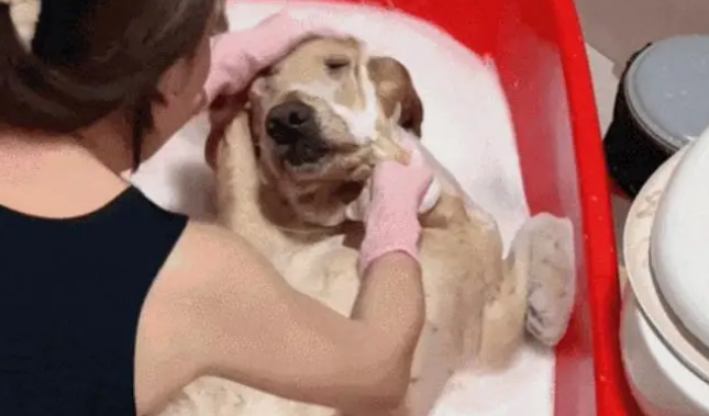 女子给金毛洗澡，金毛洗着洗着不动了，吓得女子还以为狗狗没了