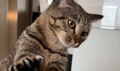 女子烫了个头，把猫咪吓着了。猫：你给谁俩炸毛呢